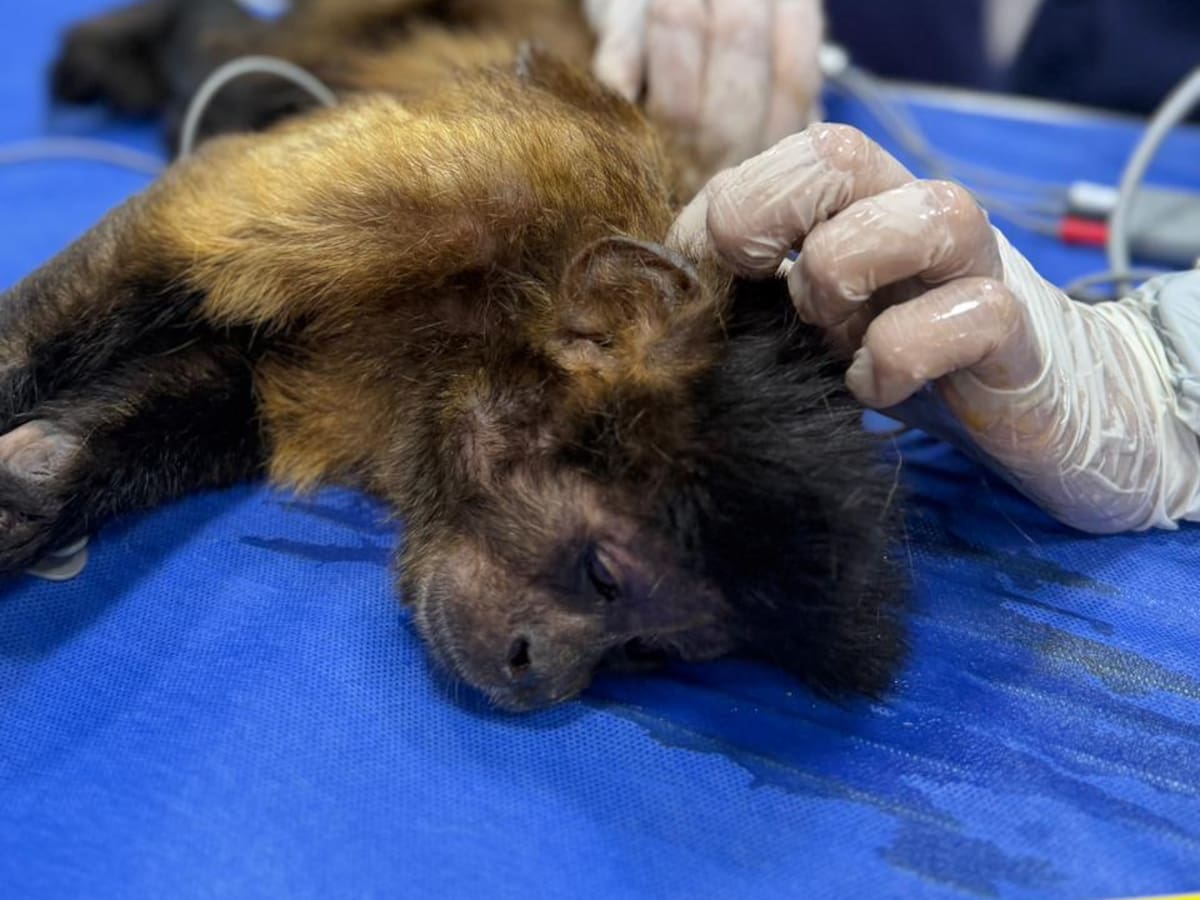 Rescatan en Santander un mono maicero, especie propia de la Amazonía y los Llanos