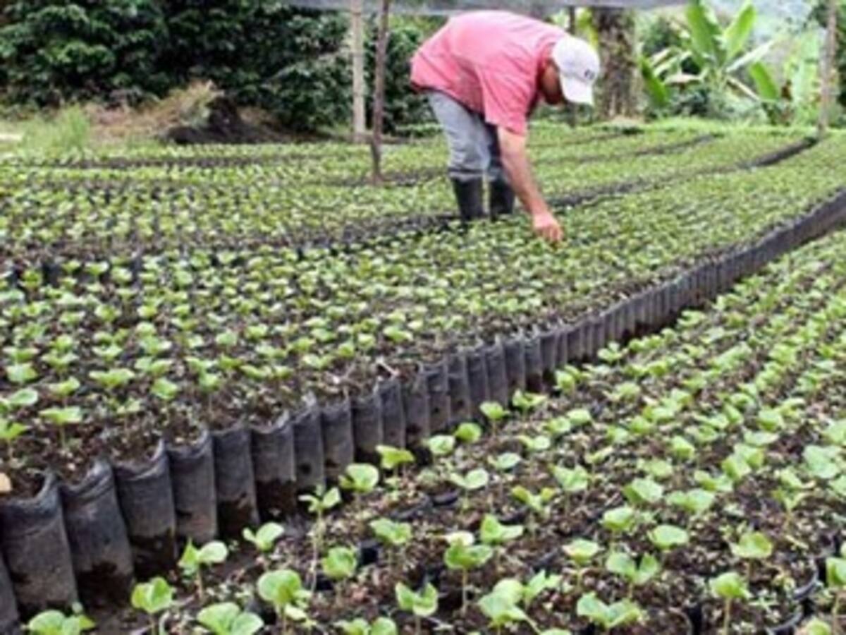 Piden masivas importaciones de fertilizantes para controlar precio en Colombia