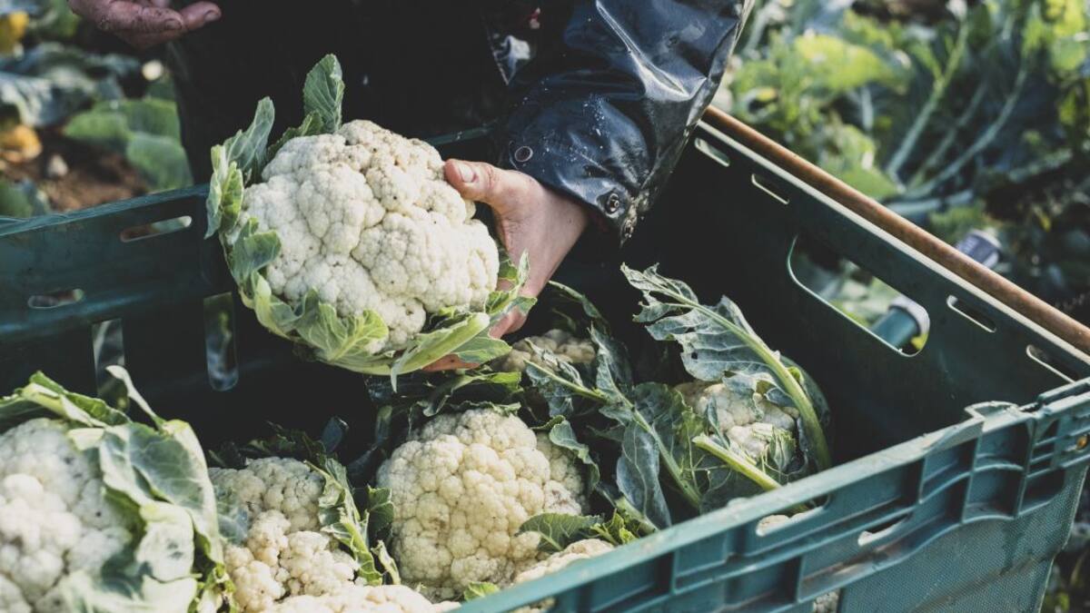 Créditos para la reactivación del agro impulsan en Cundinamarca