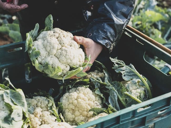 Créditos para la reactivación del agro impulsan en Cundinamarca