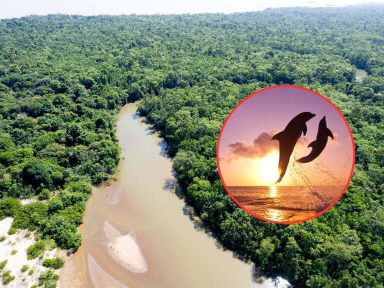Río Amazonas / Delfines saltando sobre el mar (Getty Images)