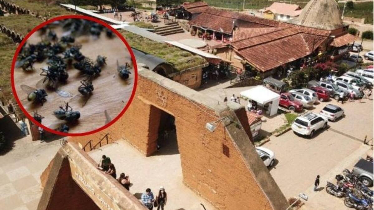Refuerzan medidas para frenar proliferación de moscas en la Mesa de los Santos