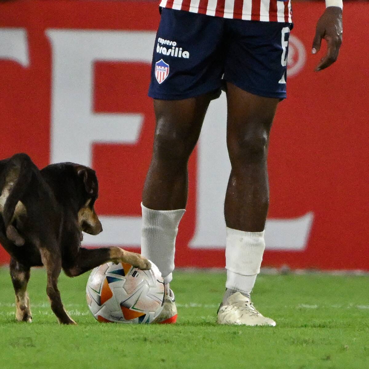 Video: Un perro invadió la cancha en juego Junior - Universitario por la Copa Libertadores
