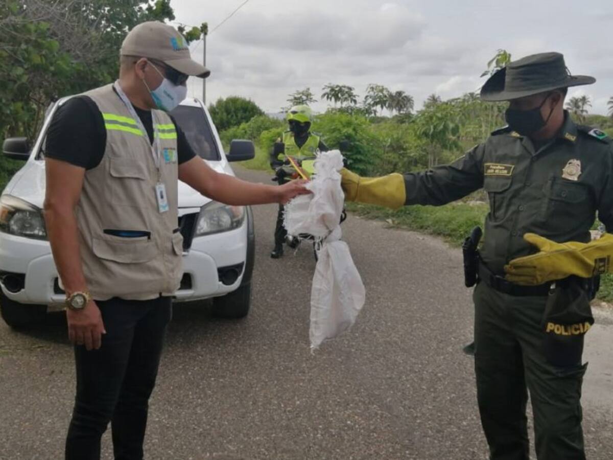 Serpiente Mapaná es retornada a su hábitad en Cartagena