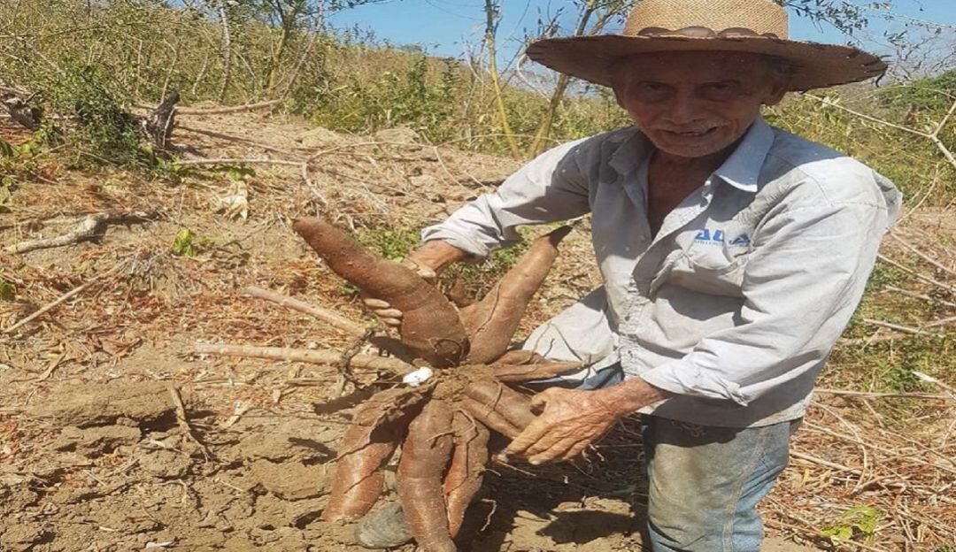 Por paro armado escasea la yuca en Santander