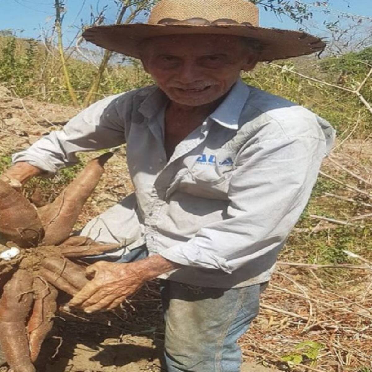 Por paro armado escasea la yuca en Santander