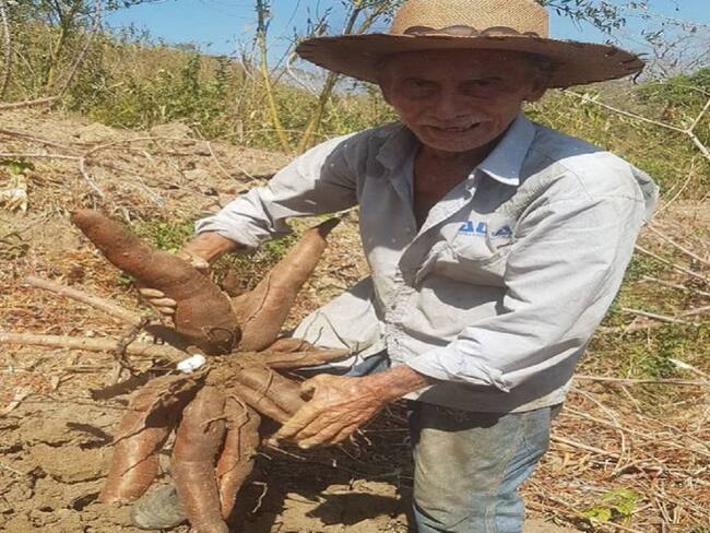 Por paro armado escasea la yuca en Santander