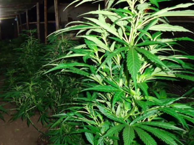 Tener hasta 20 plantas de marihuana no es delito: Corte Suprema