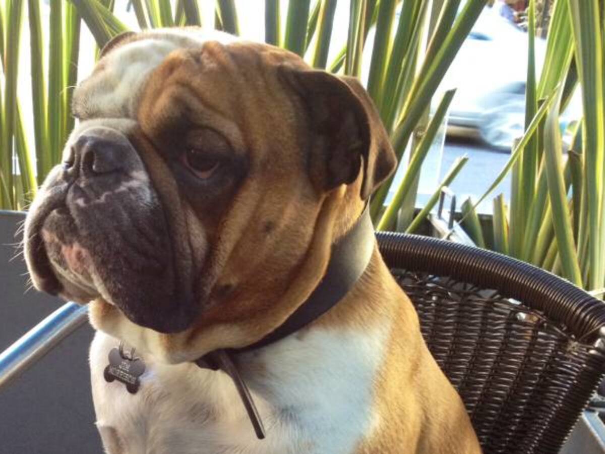 Los perros tienen memoria episódica y se acuerdan de lo que hacen sus dueños