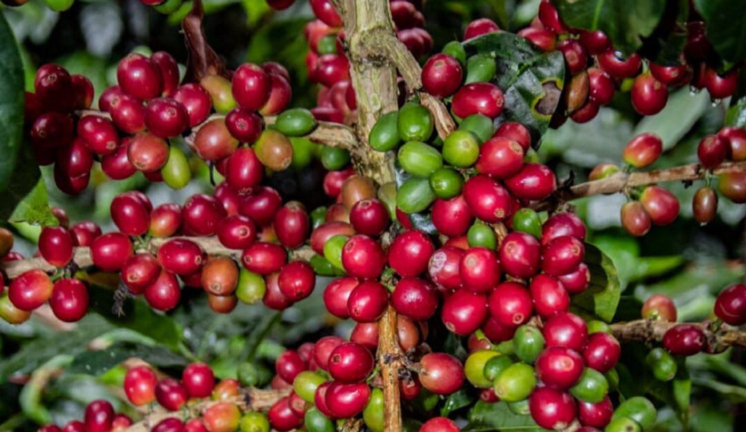 El abono incrementara calidad, precios y producción del grano en zonas cafeteras del Huila.