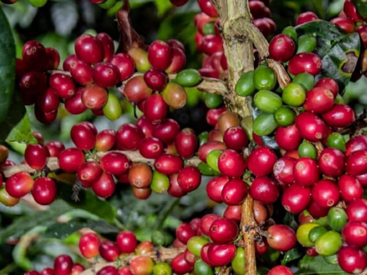 Caficultores del Huila se benefician de fertilizante orgánico