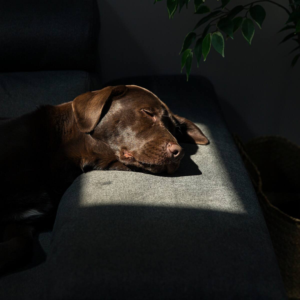 ¿Cuánto cuesta un funeral para perros? Todo lo que necesita saber