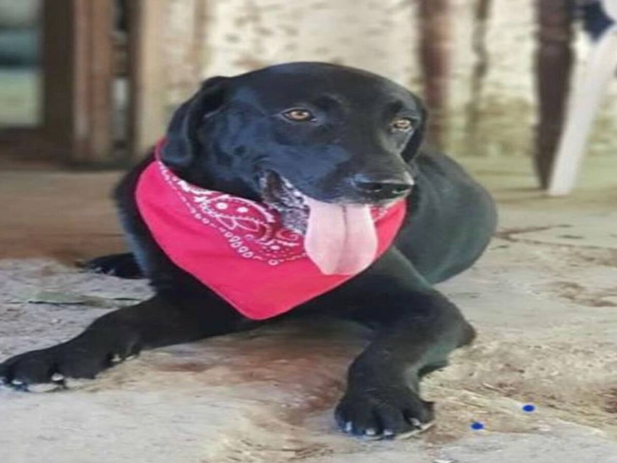 Piden justicia ante brutal caso de crueldad animal en Chinú, Córdoba