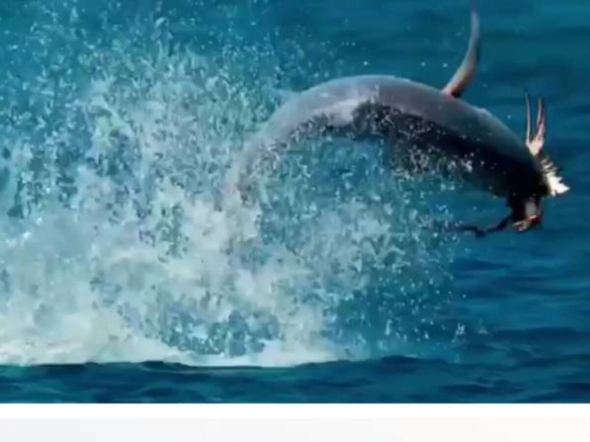 El tiburón que comparten la BBC y Cambio Radical.