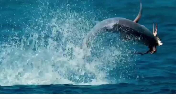 El tiburón que comparten la BBC y Cambio Radical.