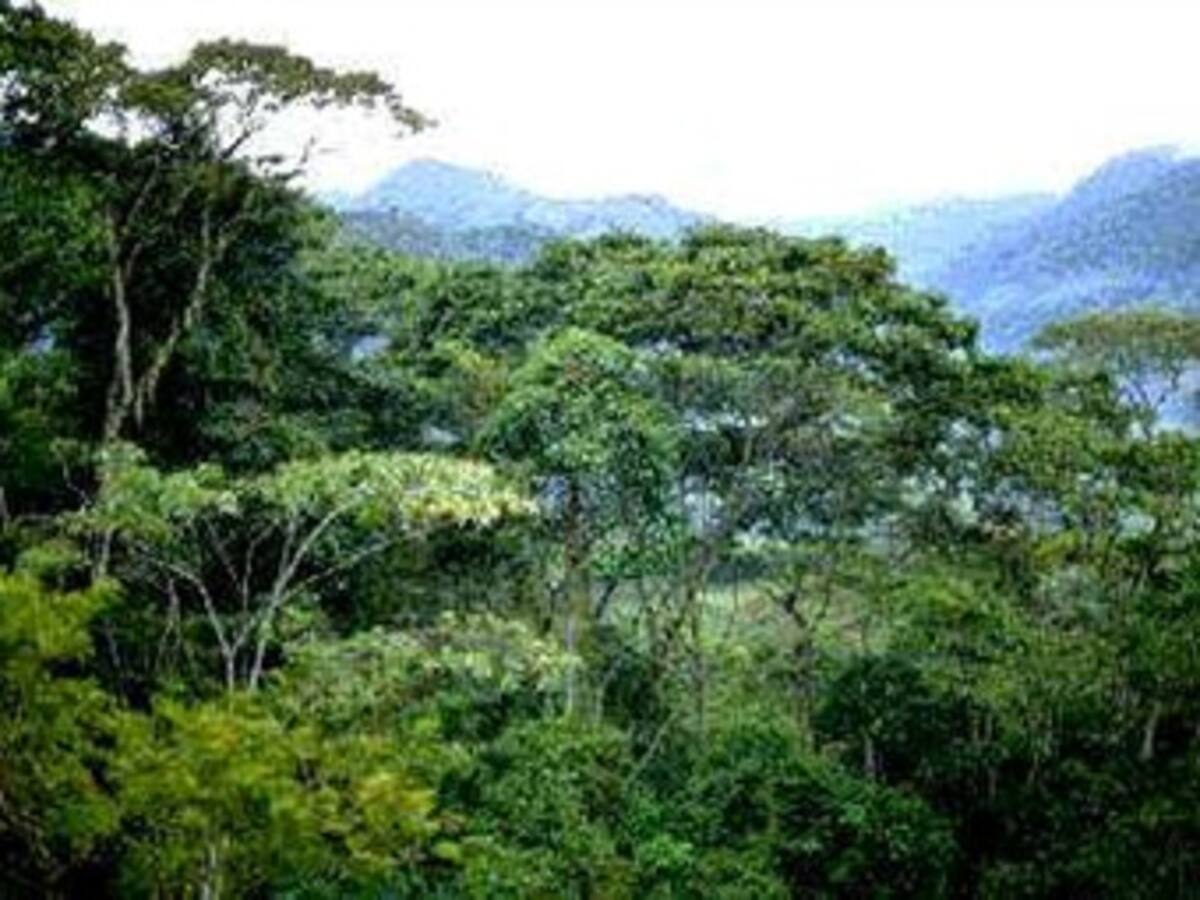 España solo aprovecha el 40% del potencial forestal para biomasa y bioproductos