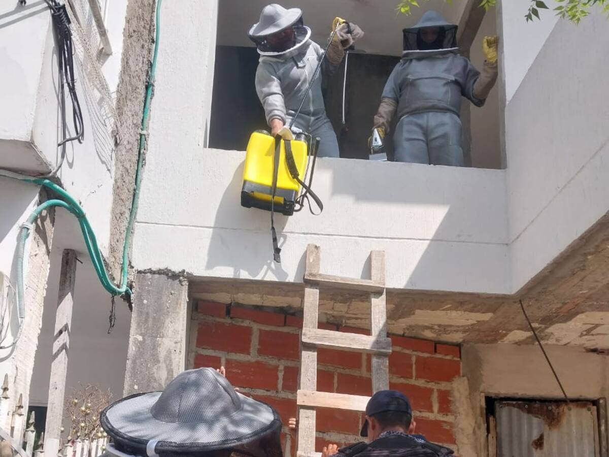 EPA Cartagena atendió enjambre de abejas en el barrio Los Caracoles