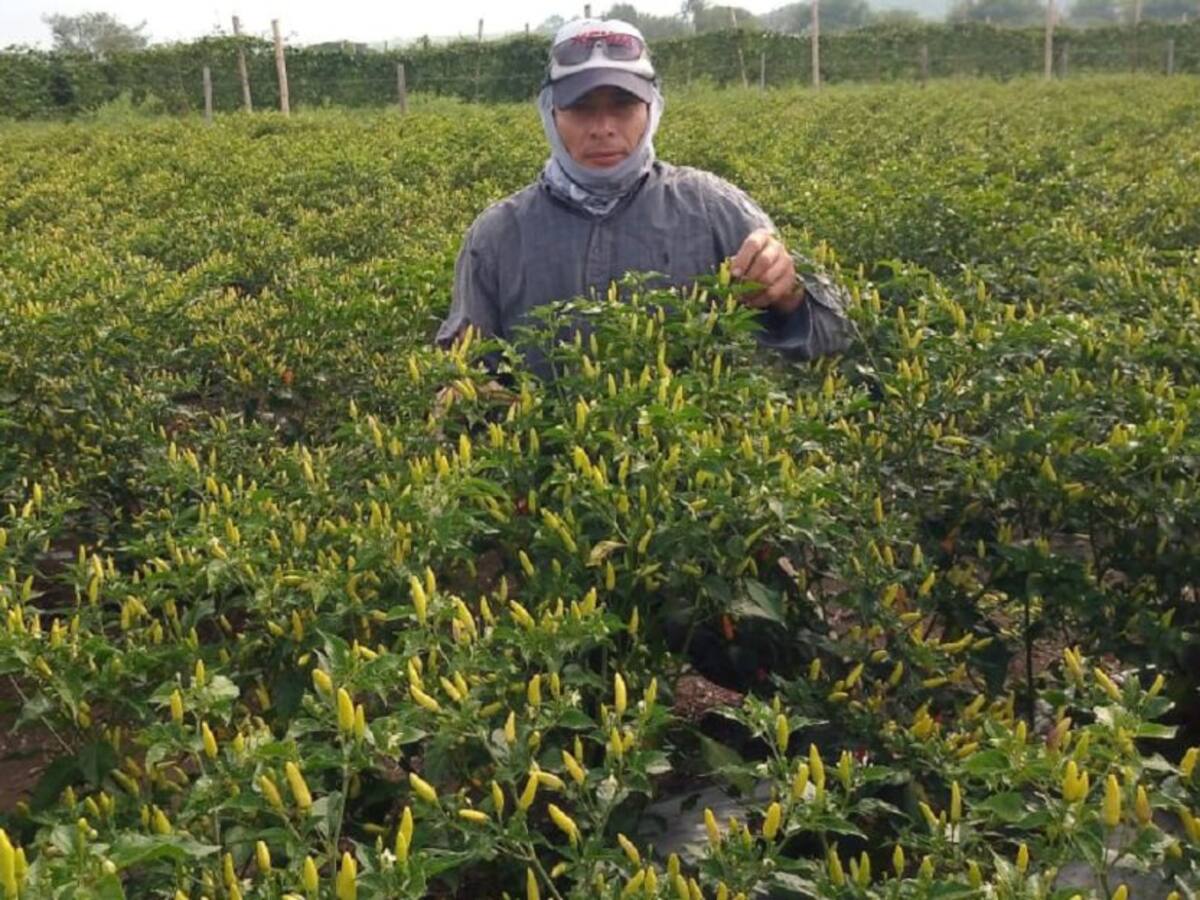 Ají cultivado en el Valle del Cauca, llega a tres continentes