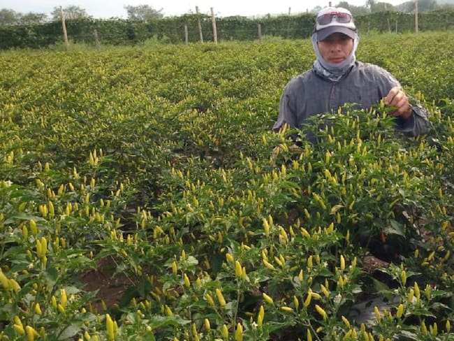 Ají cultivado en el Valle del Cauca, llega a tres continentes