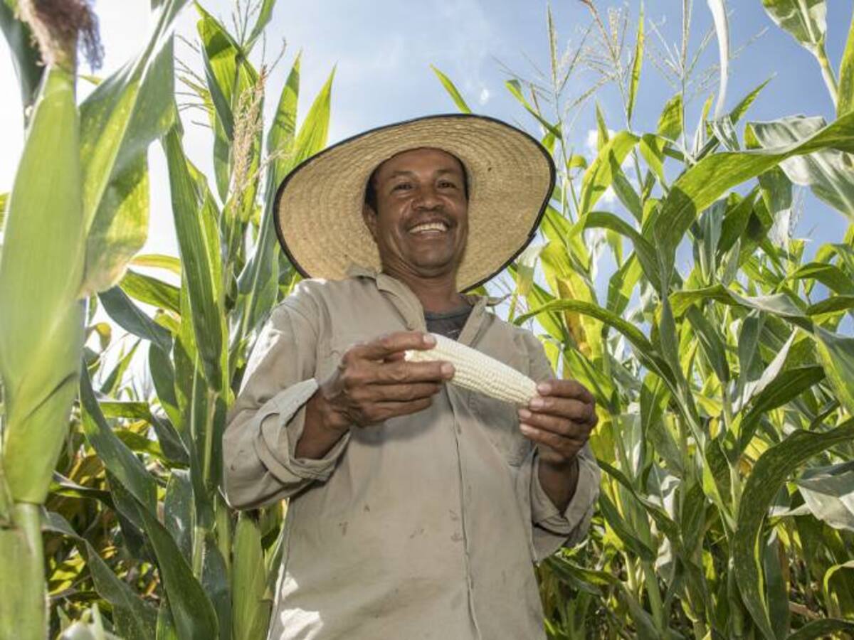 El "súper" maíz que se desarrollo en la sede del Ciat, en Palmira