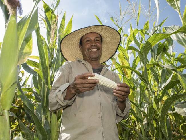 El "súper" maíz que se desarrollo en la sede del Ciat, en Palmira