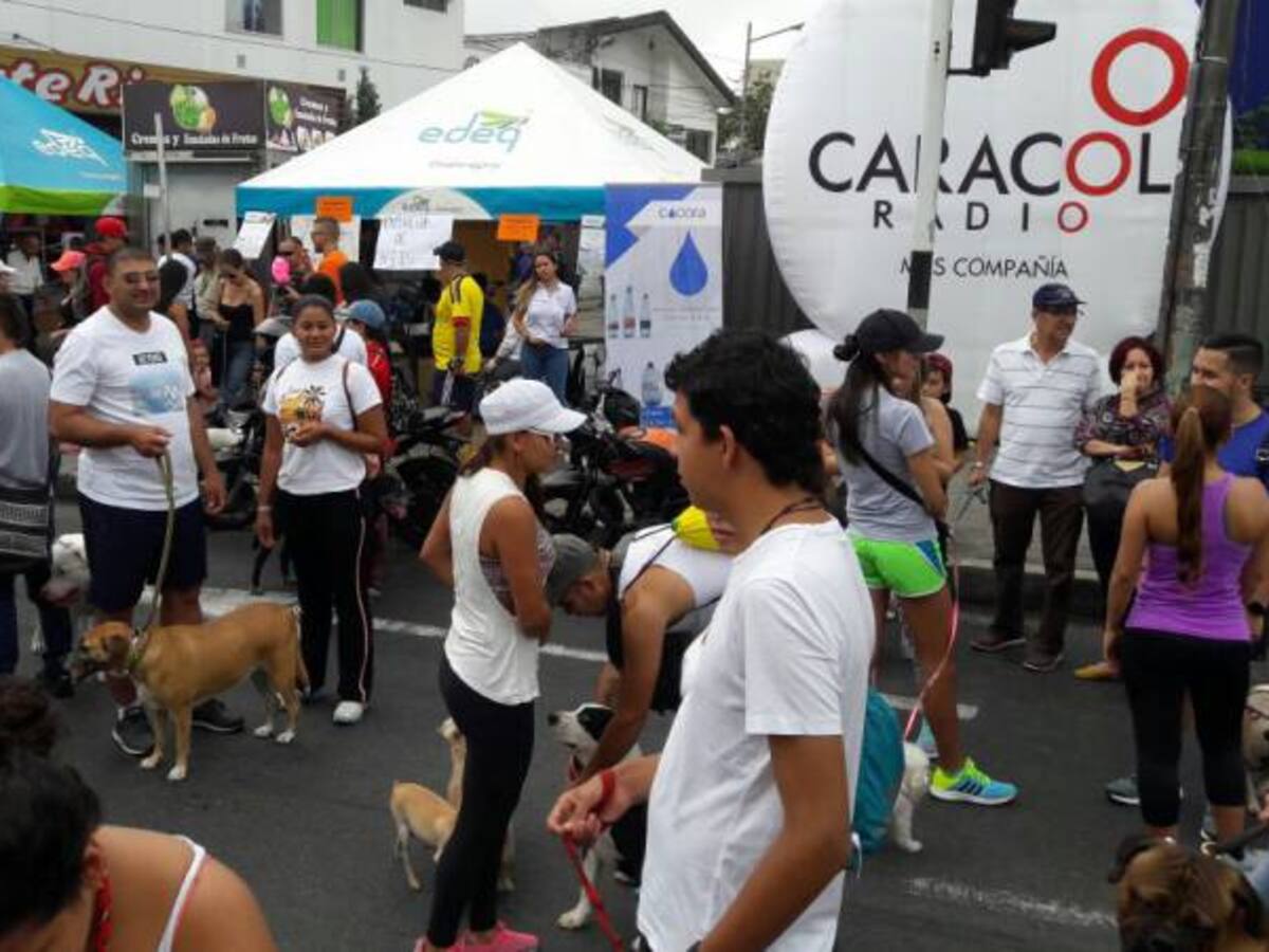 Éxito total en la caminata animal 4K en la ciudad de Armenia