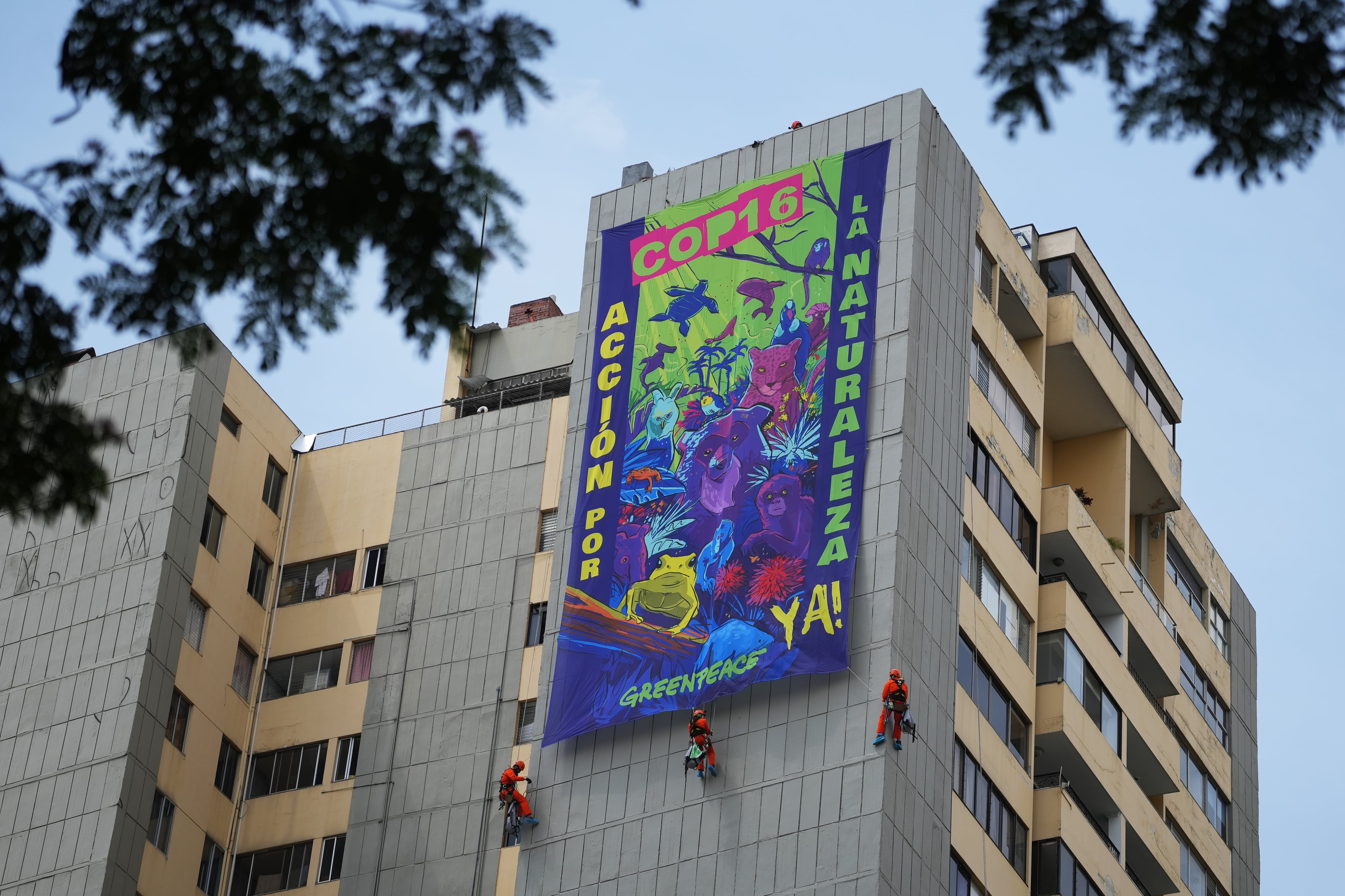 Greenpeace colgó una pancarta con imágenes de animales salvajes y la frase "COP16. Acción por la naturaleza ya!" en la fachada de un edificio a más de 70 metros de altura en Cali. (Foto: EFE)