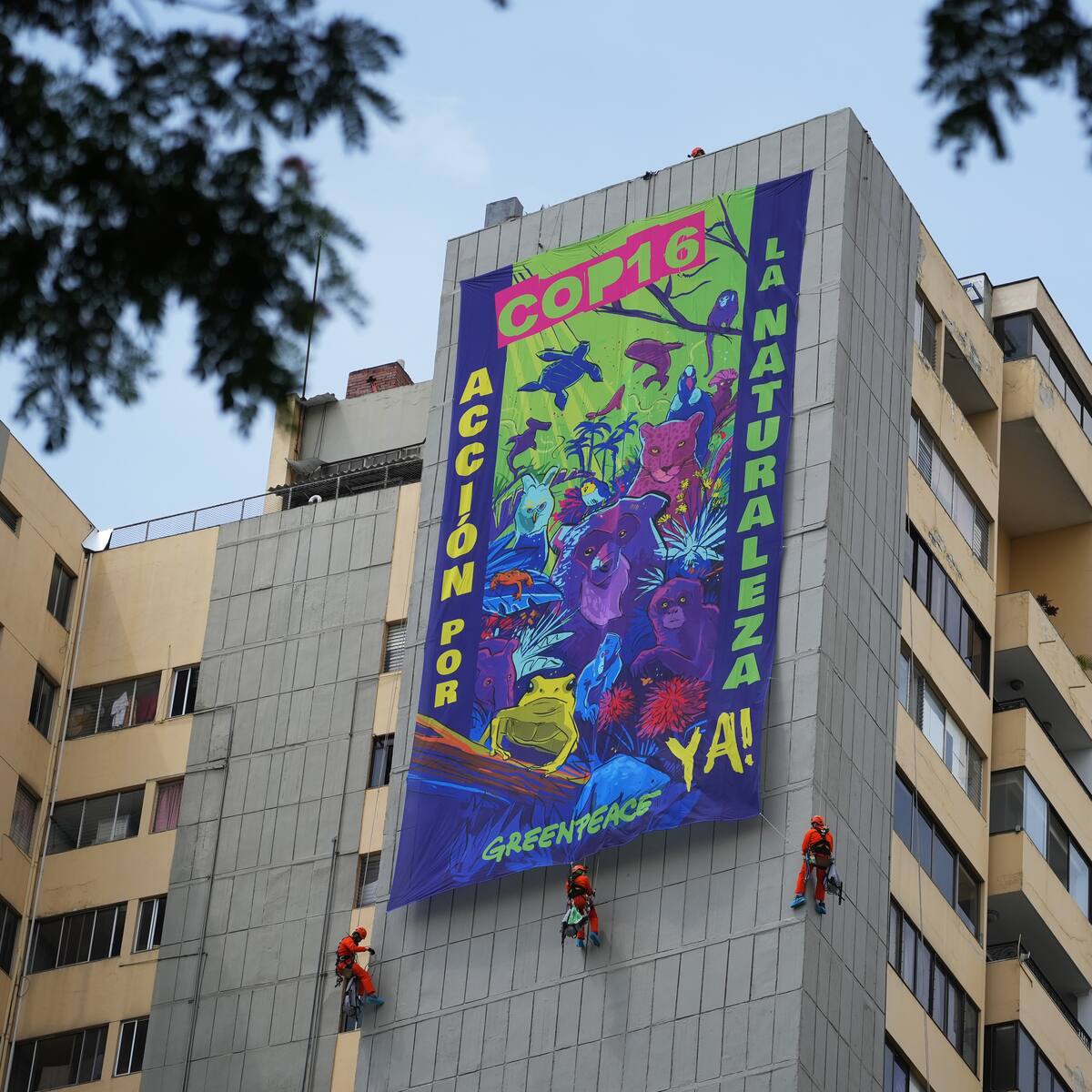 COP16: Greenpeace hace un llamado “urgente” al cuidado del medio ambiente
