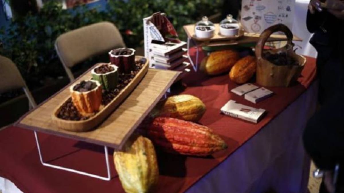 Colombia busca sus mejores cacaos para los Cacao of Excellence 2027