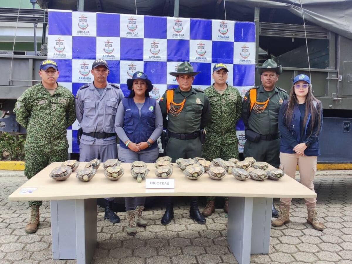 Golpe a traficantes de huevos de iguana e hicoteas en Gambote: Cardique sigue operativos