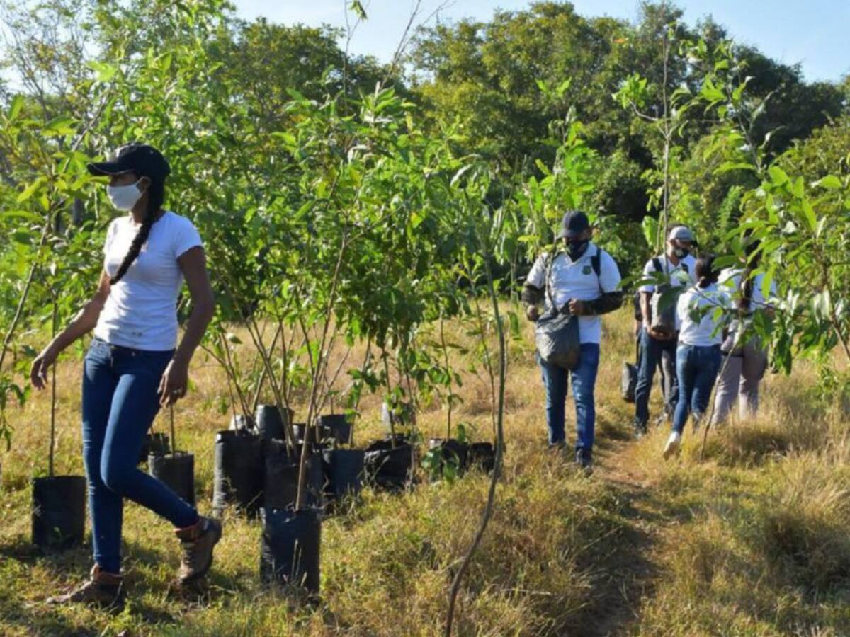 Solicitaron inspección técnica a árboles sembrados en La Popa