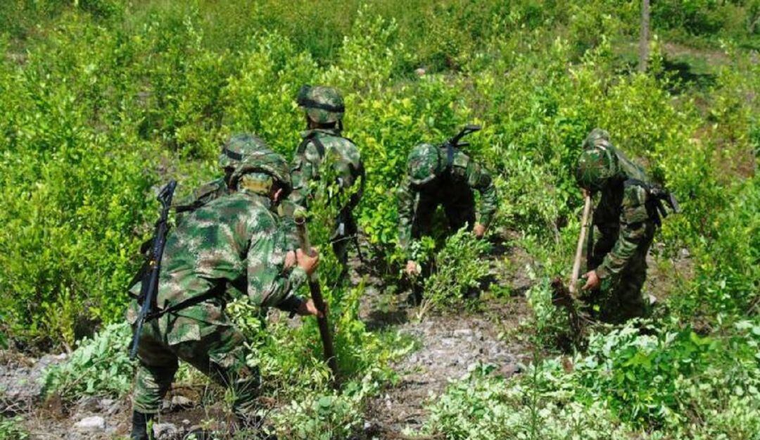 Alcaldes del Catatumbo piden diálogo por erradicación de cultivos