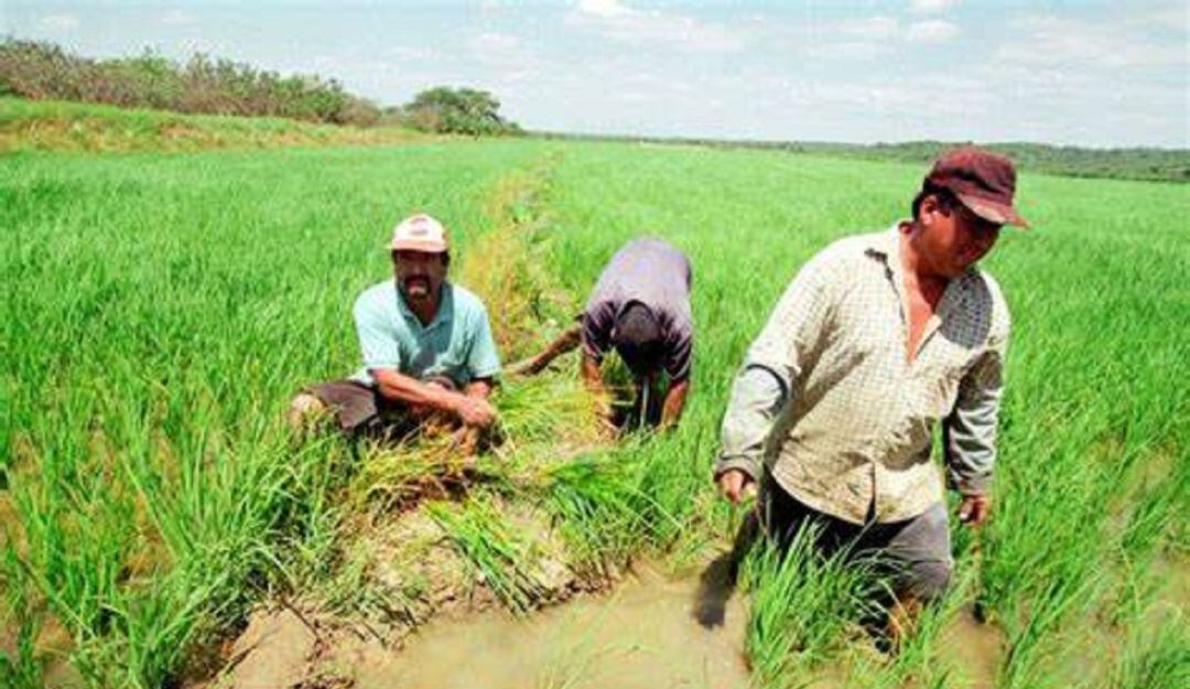 Cultivar una hectárea de arroz le cuesta al campesino cerca de $12 millones de pesos.