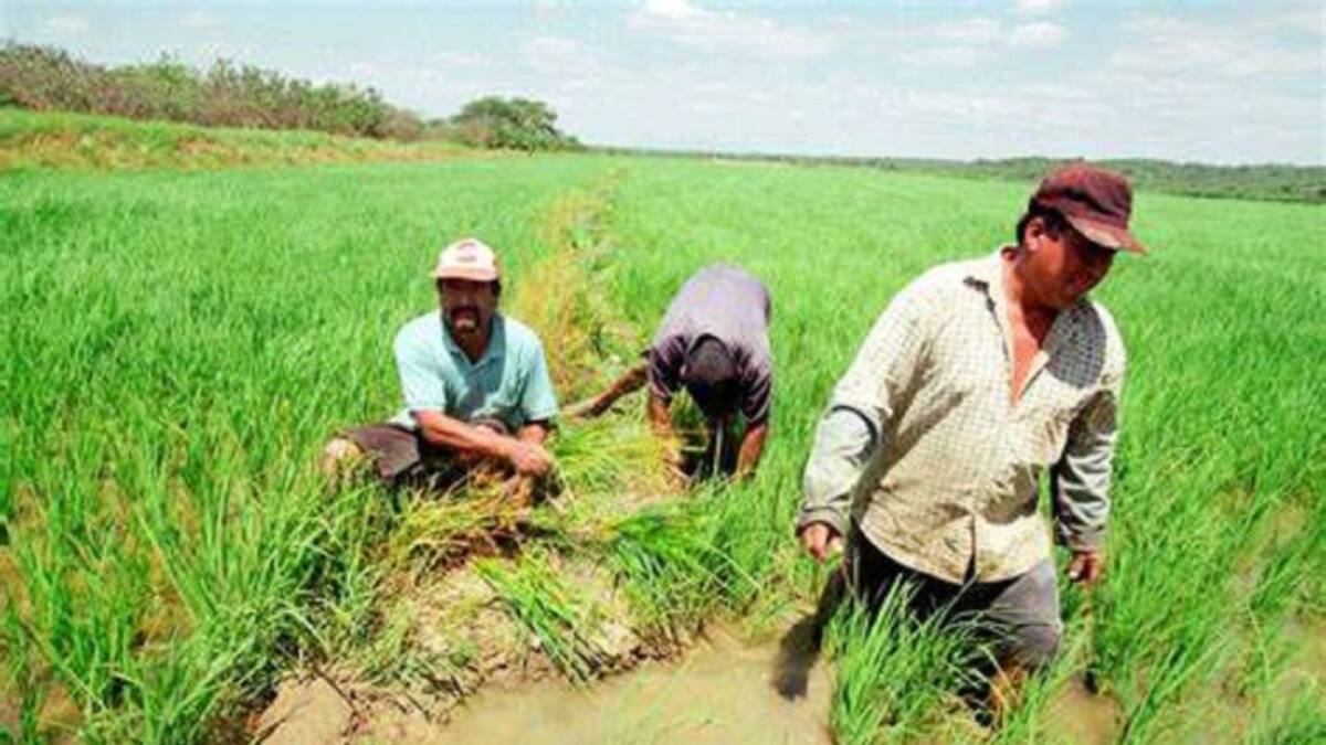 Campesinos en las zonas rurales de Bogotá recibirán pago por cuidar del ecosistema