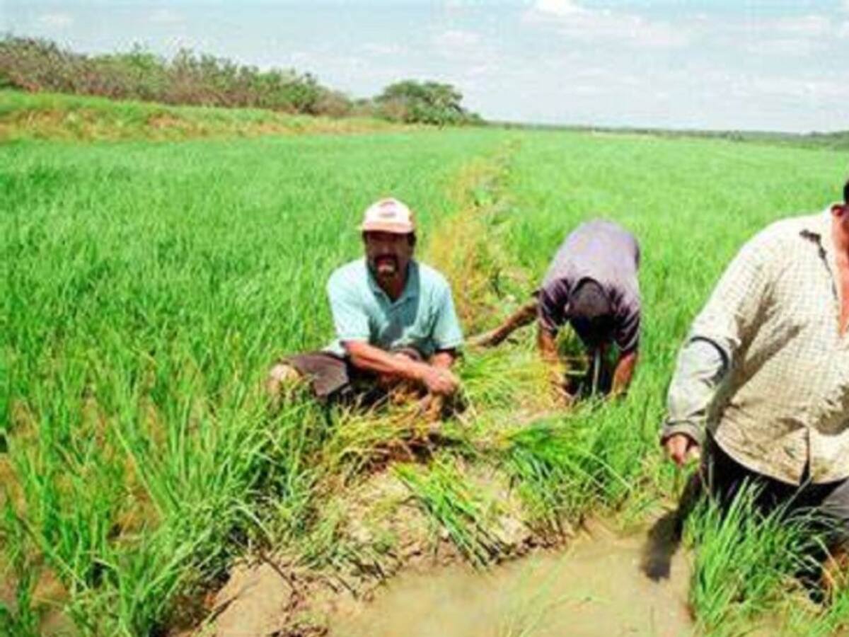 Arroceros del Huila, continúan trabajando a perdidas