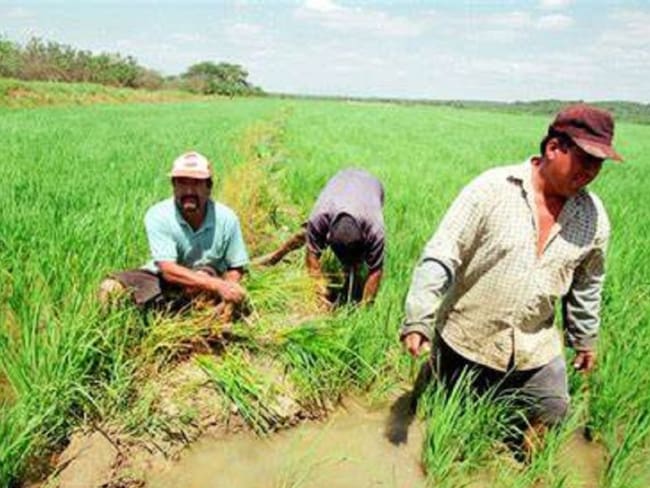 Cultivar una hectárea de arroz le cuesta al campesino cerca de $12 millones de pesos.