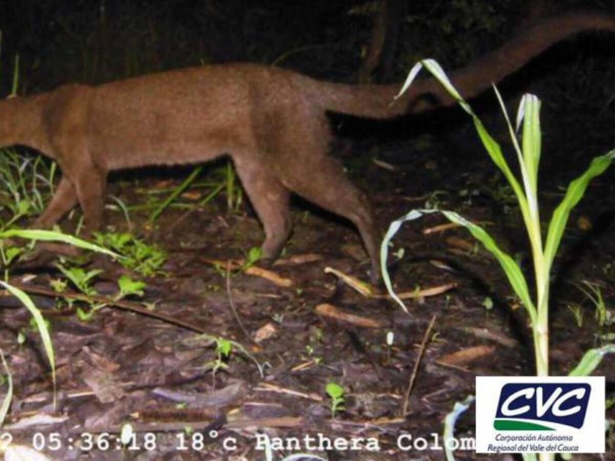 Estamos a tiempo de salvar el "corredor del Jaguar"