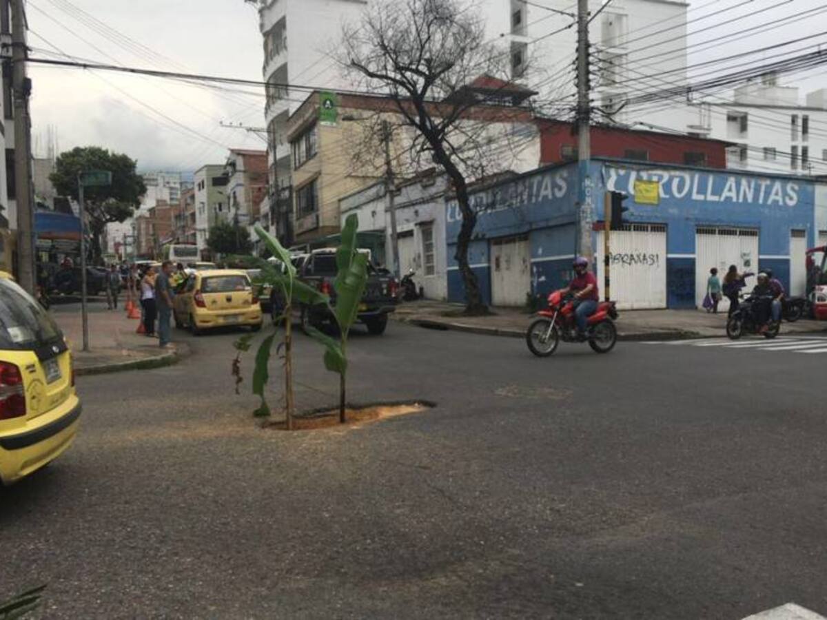Matas de plátano, la nueva forma de advertir sobre huecos en Bucaramanga