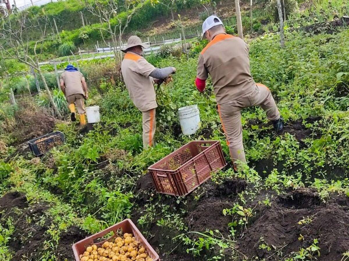 En Manizales buscan mejoramientos para productores y caficultores de zona urbana y rural