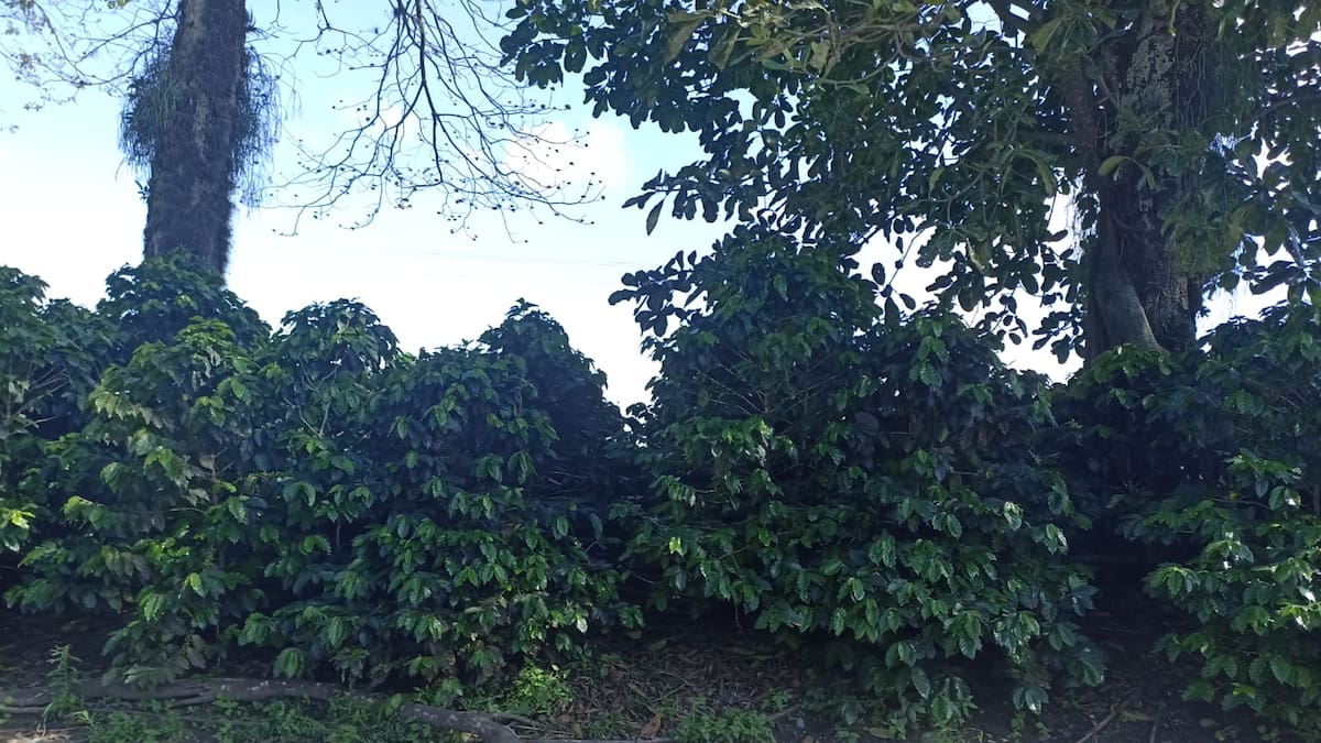 Elías Mejía, Presidente Comité Cafeteros, Quindío