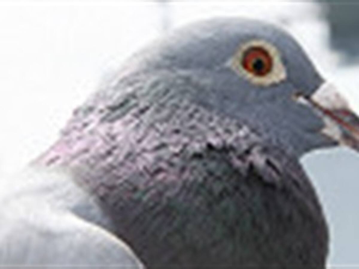 Incautan 1.200 palomas de carrera belgas en China