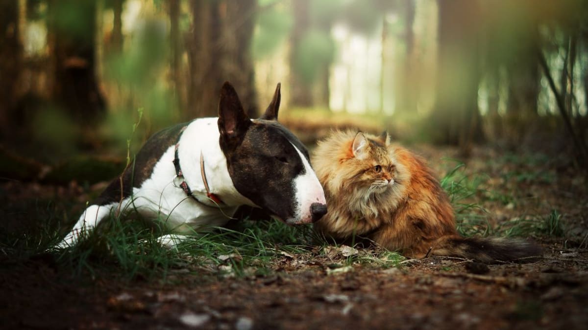Prevenga la sobrepoblación de perros y gatos