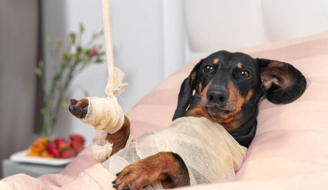 Desmienten aumento de casos de moquillo.