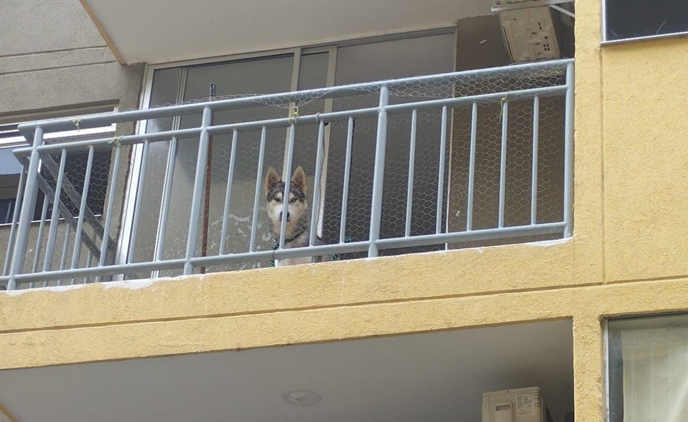 Perro de raza husky que será entregado en adopción. Cortesía: Alcaldía de Soledad.