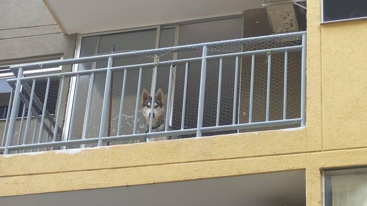 Maltrato animal: perro en Soledad era sometido a descargas con un dispositivo eléctrico