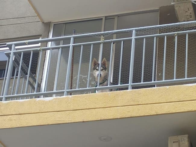 Perro de raza husky que será entregado en adopción. Cortesía: Alcaldía de Soledad.