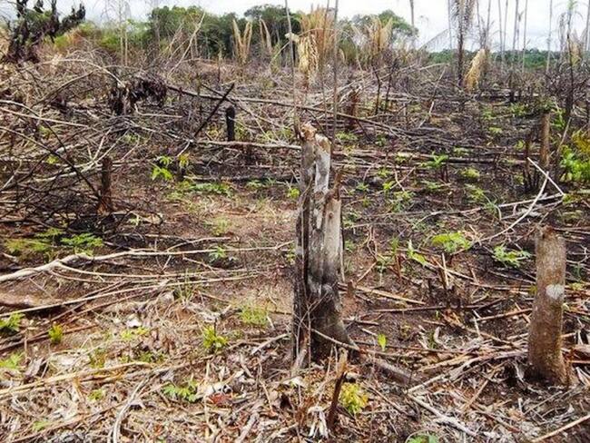 Multa de $1.058 millones a empresa que taló 20.000 árboles en Tierrabomba