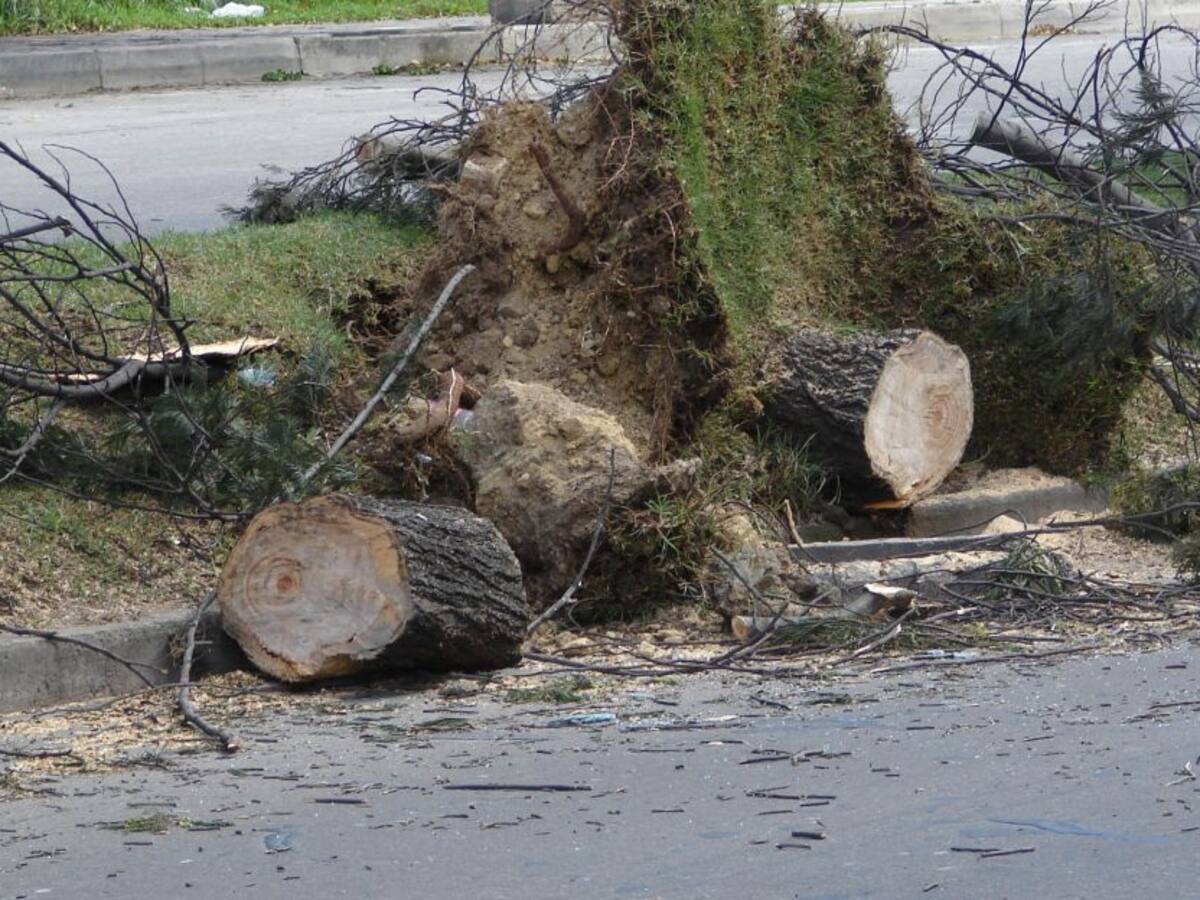 En video quedó registrado la impotencia de ciudadano por tala de árboles