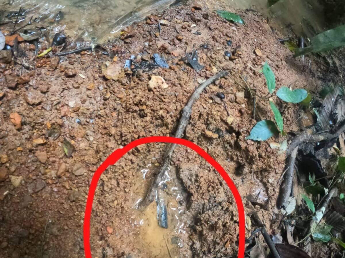 FF.MM hallaron lo que serían las huellas de los menores perdidos en el Guaviare