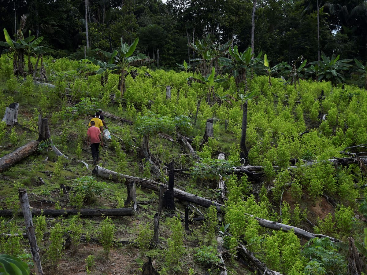 Jurisdicción agraria: Las altas cortes piden más garantías y recursos
